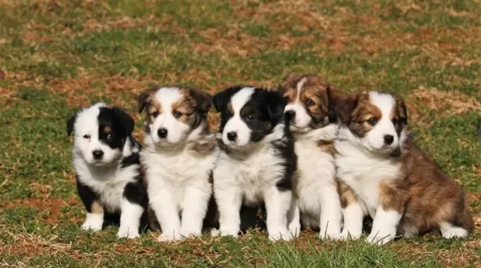 Border collie filhote