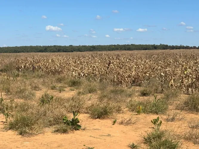 Fazenda de arrendamento soja, 1.000 hec em Canarana MT. 