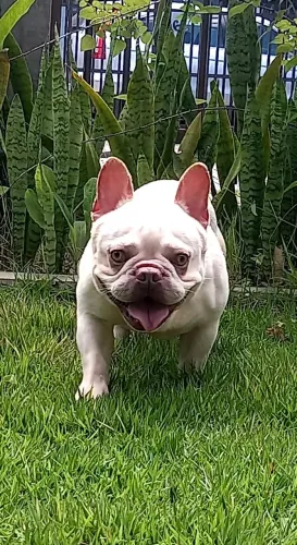 Bulldog Francês Exótico_Macho_Lilac Tan Platinum possível Merle_ LEIA O ANÚNCIO.