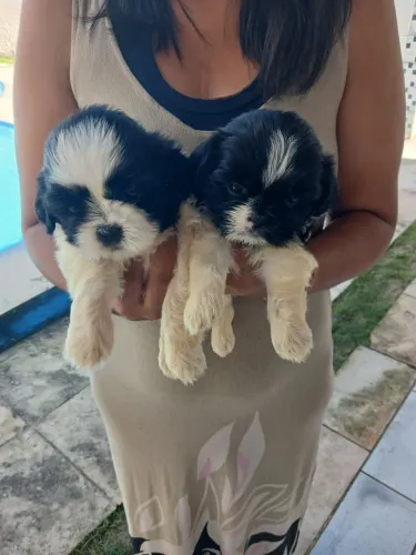 Shihtzu fêmeas, super fofinhas.