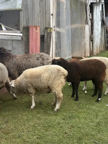 Borregas / Ovelhas 