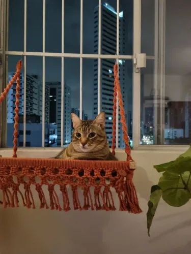 Caminha para gatos
