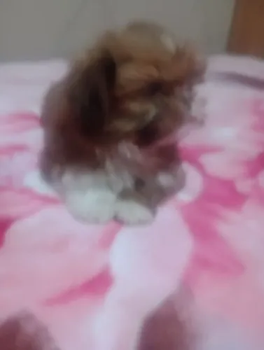 Pet