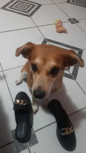 Cachorra para adoção responsável 