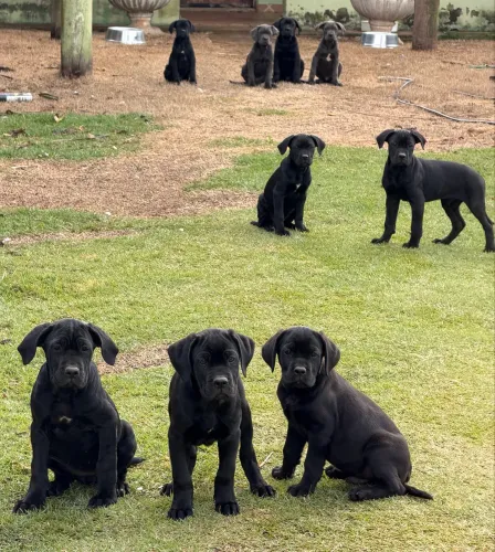 Filhote de cane Corso disponível 