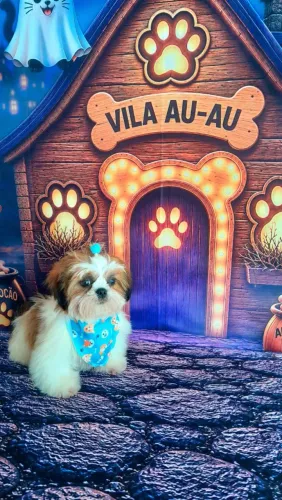 Shih tzu