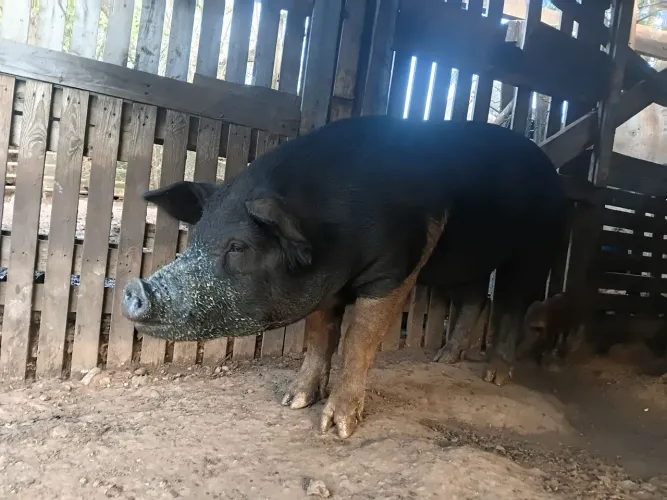 Porco barrão,reboque e máquina de frango