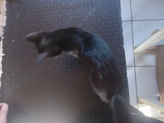 Gatinha preta resgatada
