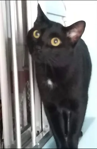 Doação de gato- Aron