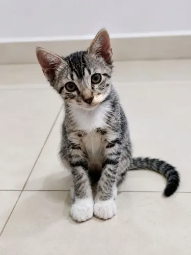 Gatinhos lindos para adoção responsável 