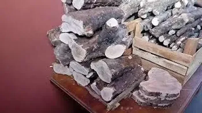 A lenha da jabuticabeira é muito valorizada para defumação e churrasco !