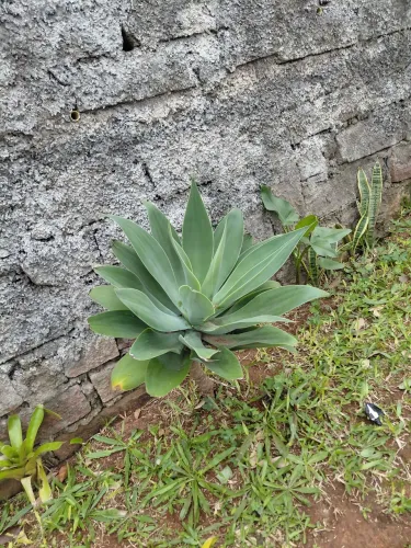 Agave