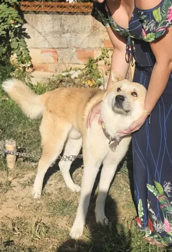 Doação responsável - Akita