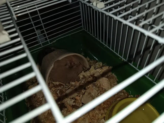 Gaiola completa
