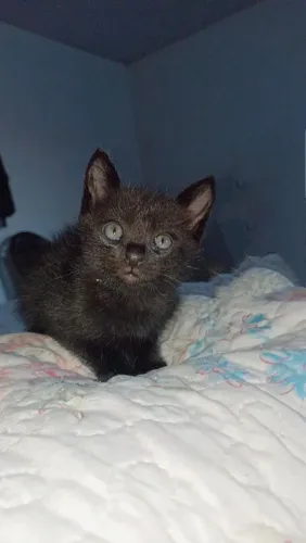 Doa se gatinho