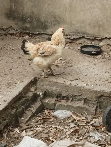 Galinha