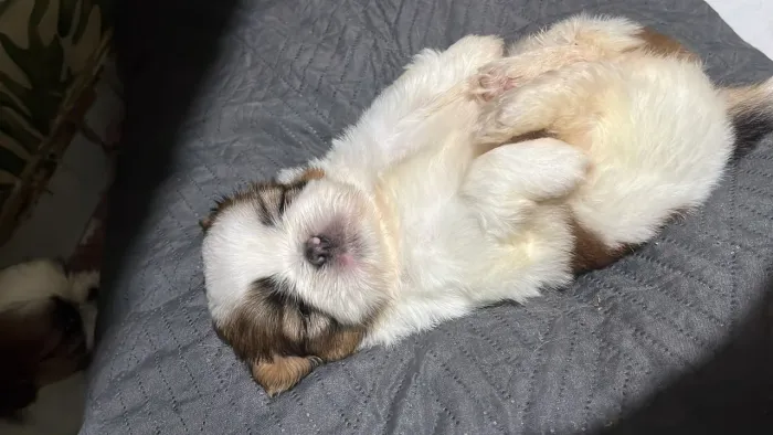 Shih Tzu