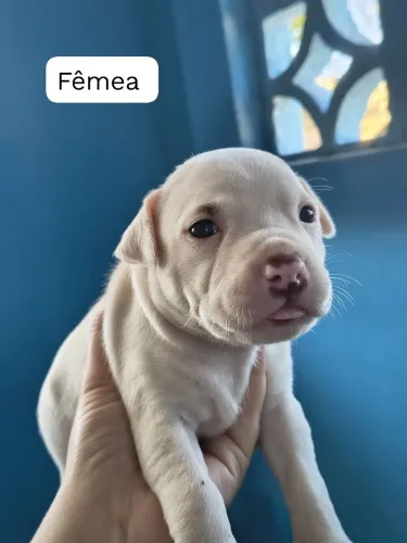 Filhotes de Pitbull a venda