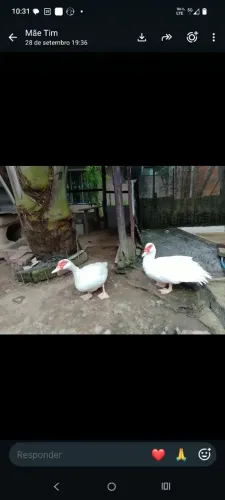 Pata