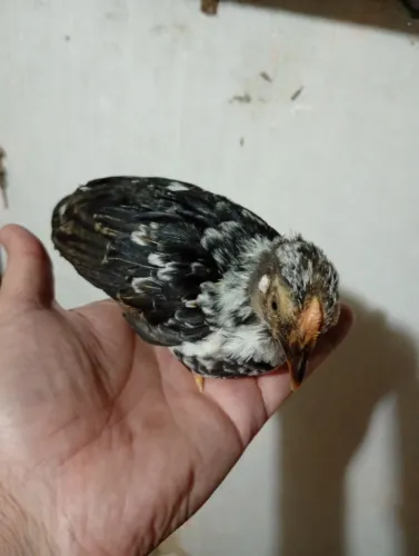 Garnisés, pintos de 1 a 3 meses.