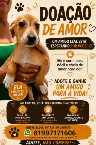 Cachorra para doação