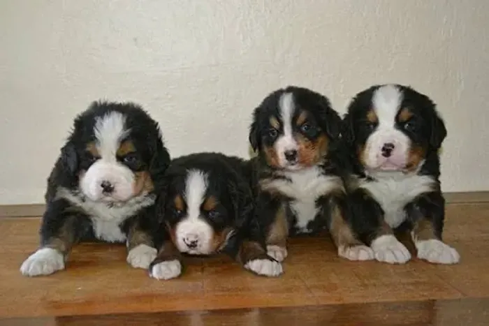 Bernese juntos e comportados 