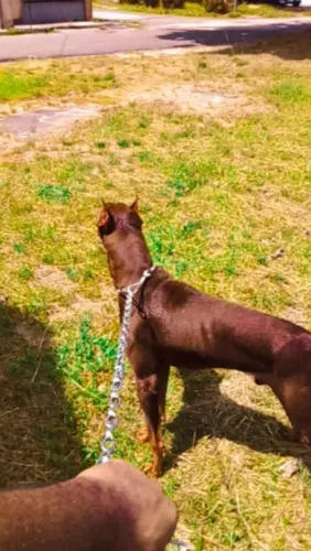 Cachorro 