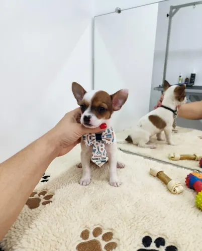 Pinscher Mini Delicados