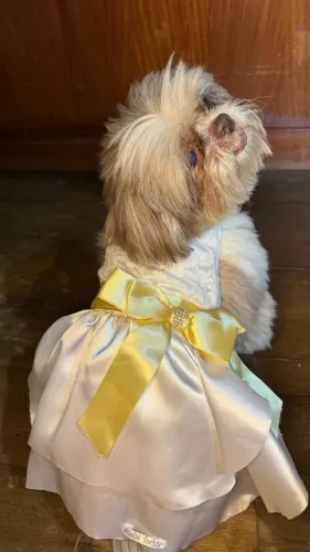 Vestido pet branco com laço amarelo.