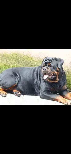Rottweiler