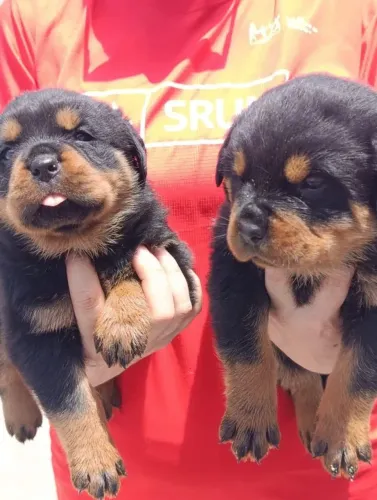 Filhote de rottweiler 