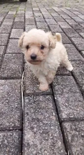 Filhote Poodle toy