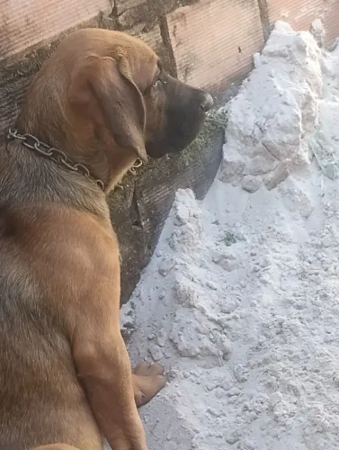 Vende-se cachorro tem 3 messes e 23 dias fila brasileira
