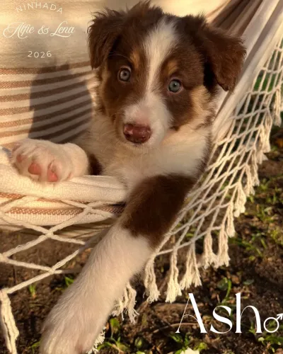 Filhote Border Collie
