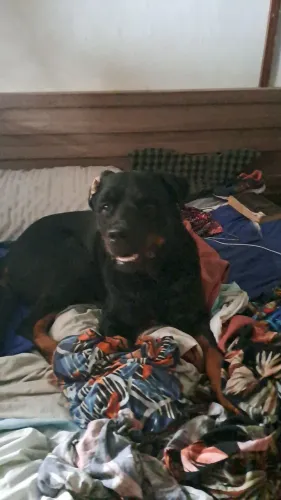 Cachorro rottweiler 