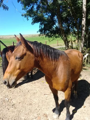 vendo cavalo crioulo domado bom pra criança mais informação chama no PV!