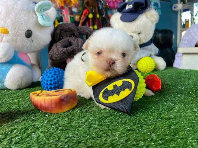 Shihtzu branco mini