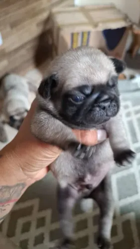 Pug macho