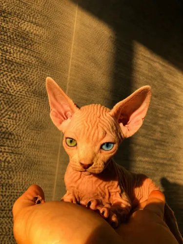 Gatos Sphynxs (heterocromia)