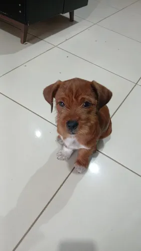 Animal 