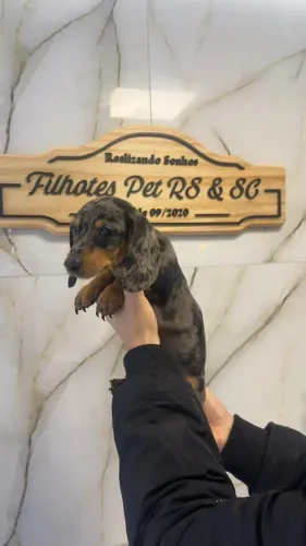 Dachshund