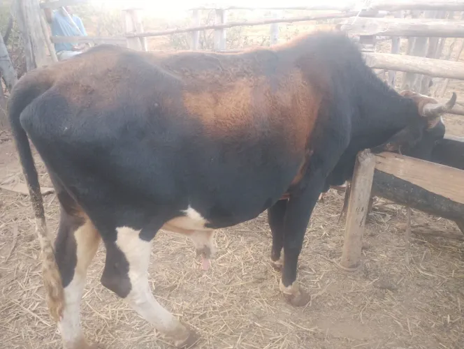 Venda de Boi ? Gado Ótima Genética Sadios