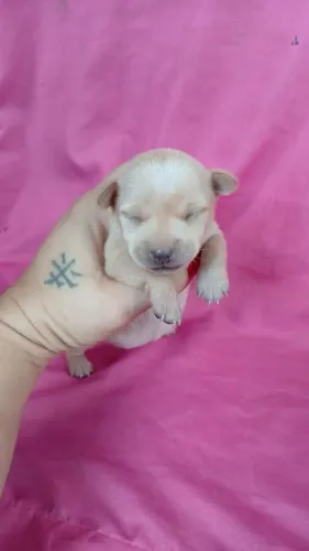 Cachorros Pincher N1 