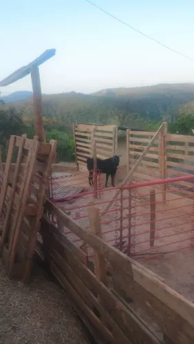 Bode preto