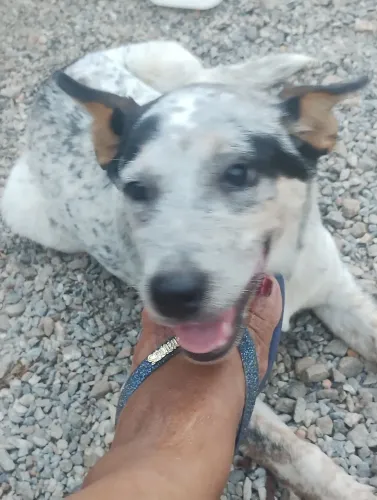 vendo fêmea