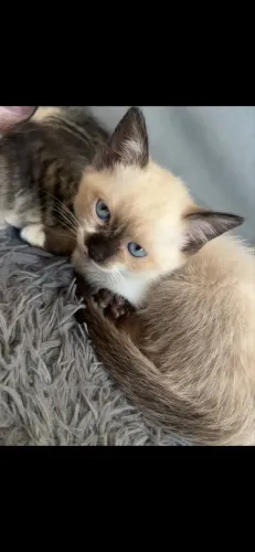 Gatinhos para doação 