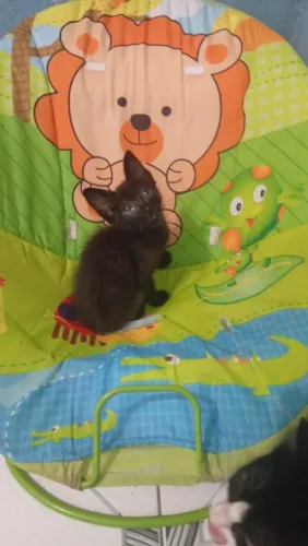 Doação Responsável Gatinho filhote 2 meses castração garantida