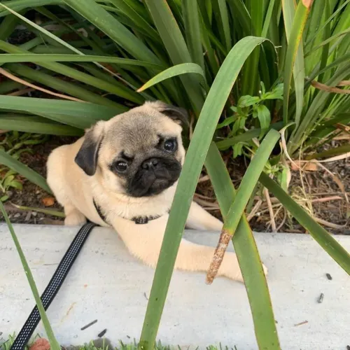 Filhotes de pug bibelo fofinhos