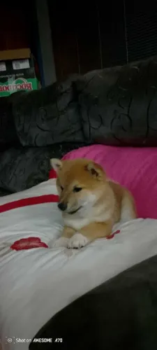 Lindos filhotes de shiba inu com pedigree