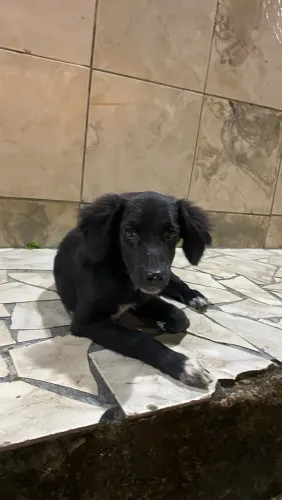 doação de cachorro
